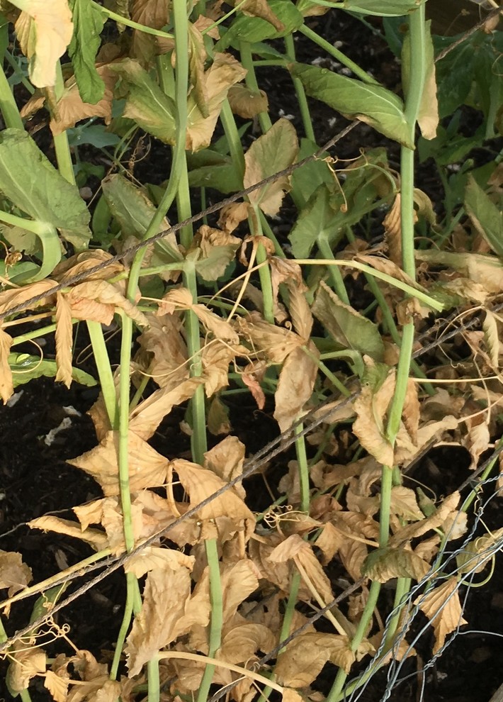 Are my peas dying?