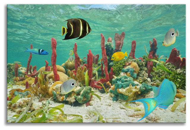 Colorful Tropical Fish Marine Life Coral Reef Wildlife Photo Canvas Art Print, 16" X 20"