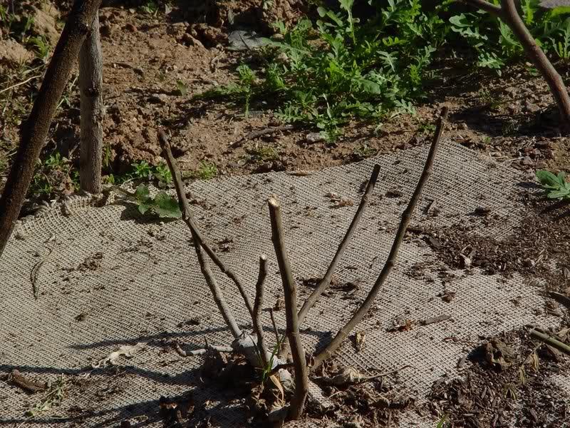 Dog Keeps Chewing Moss Out of Artificial Fig Tree