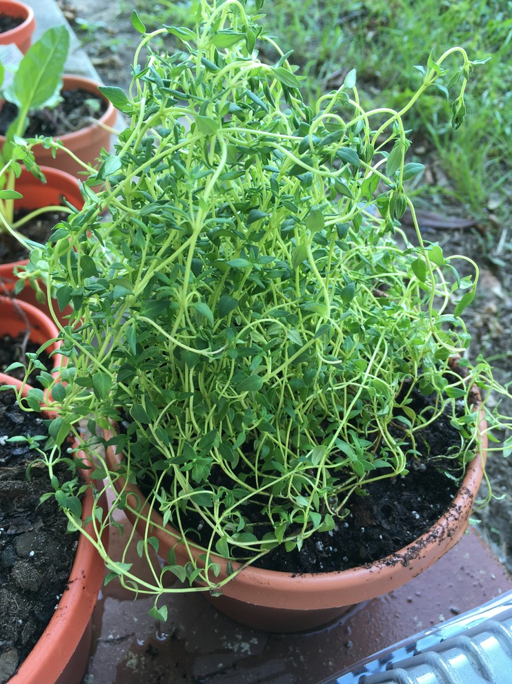 Is it possible to identify varieties of thyme just by the leaves?