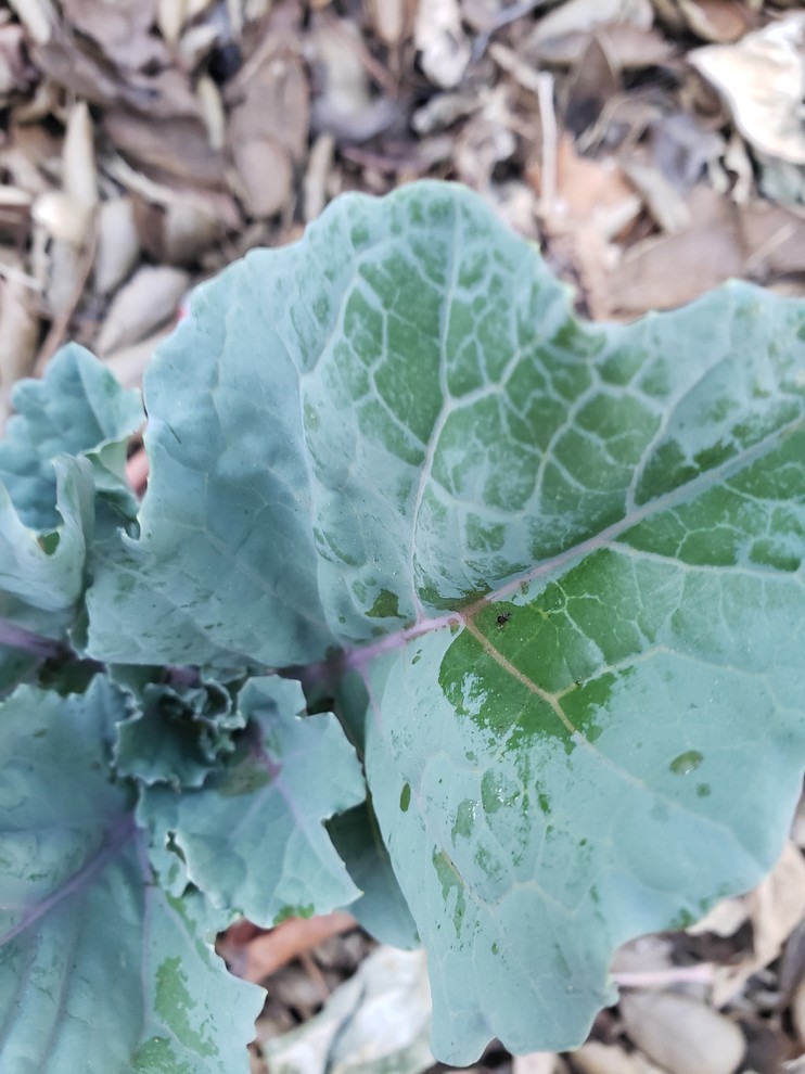 What is this on my kale leaves?