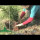 ashridgetrees12