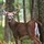 jim_hart61
