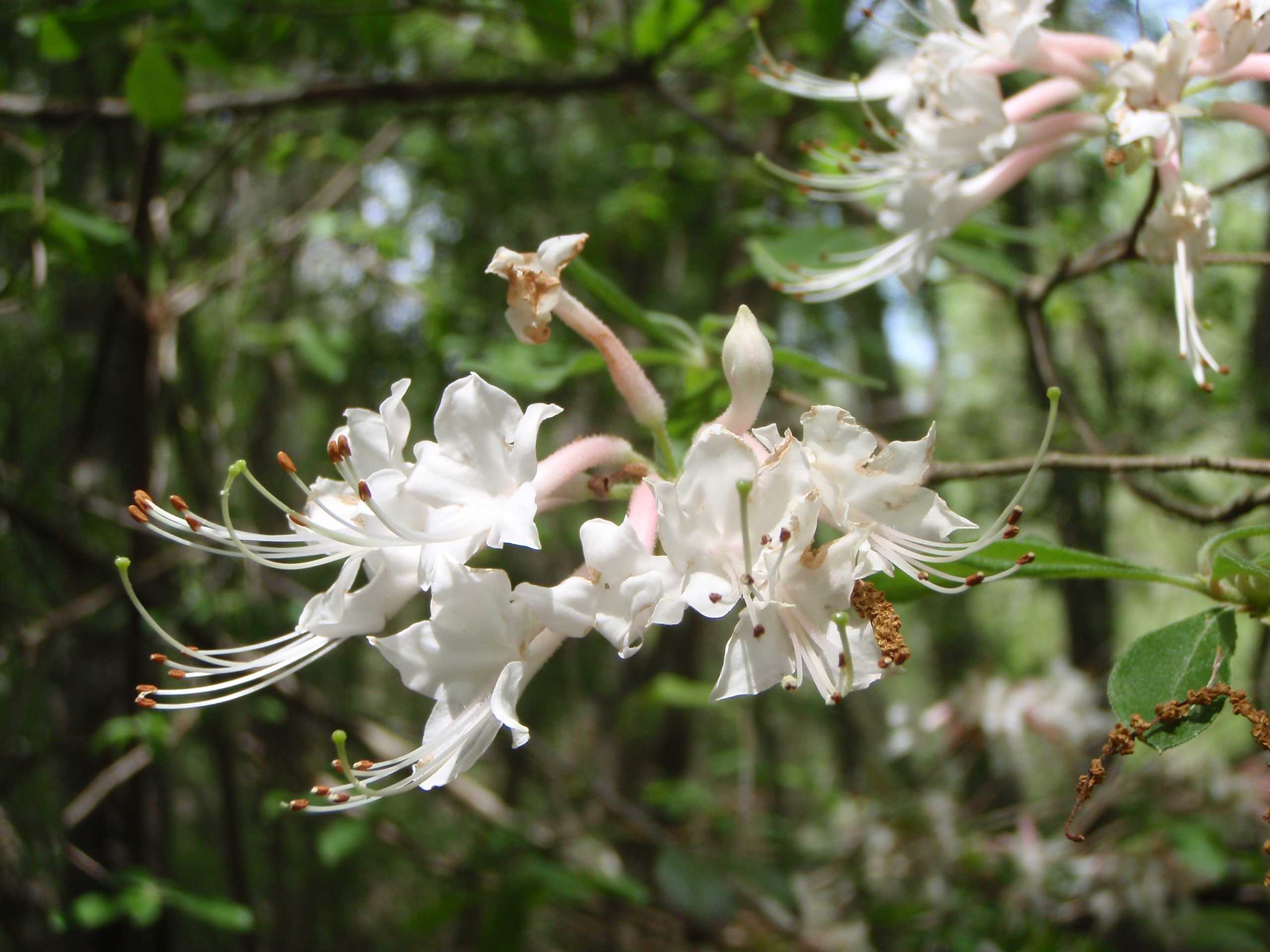 stechpalme spalier Amerikanische Stechpalme als Spalierbaum 'Nellie R. Stevens'