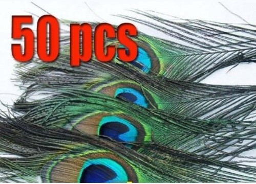 50 Natural Peacock Tail Feathers
