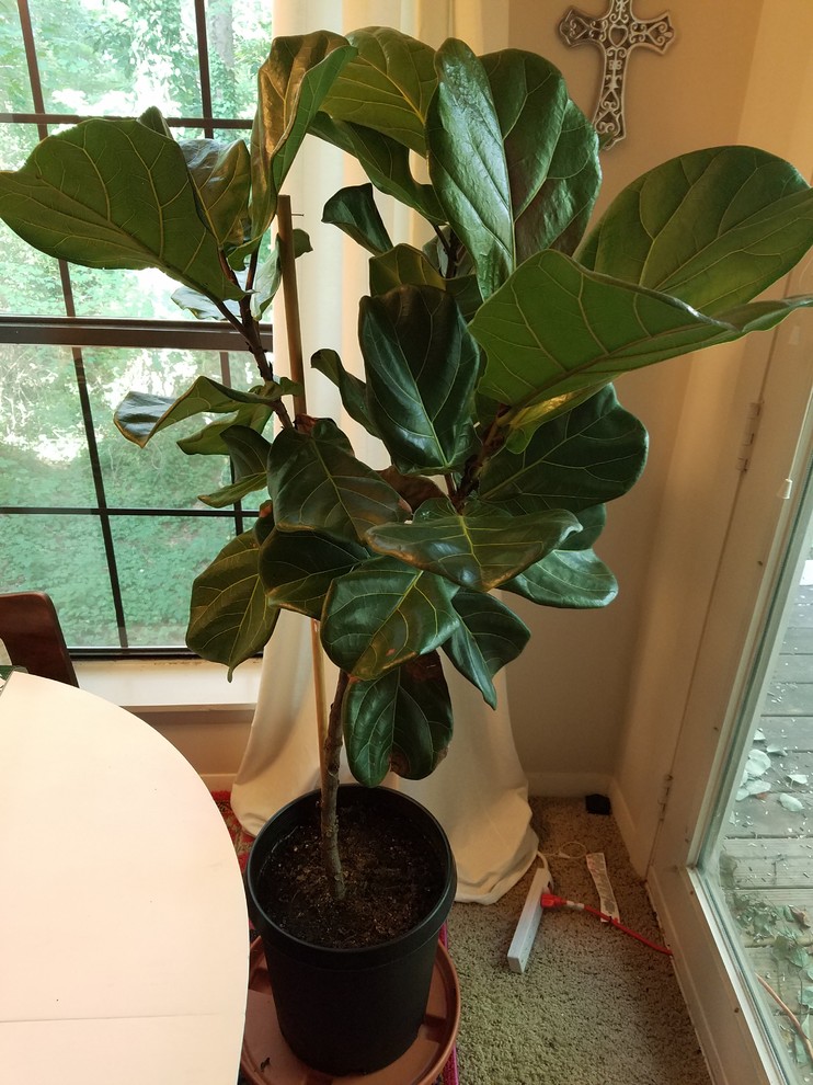 Fiddle Leaf Fig Root rot? How to Fix?