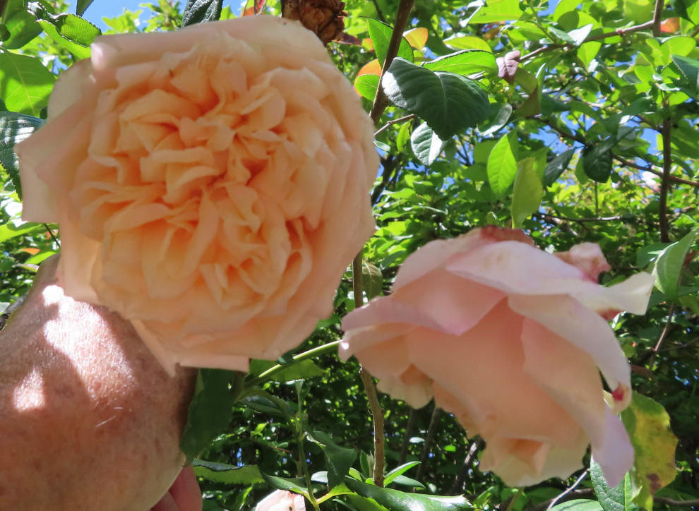 Mystery Dijon tea rose saga...