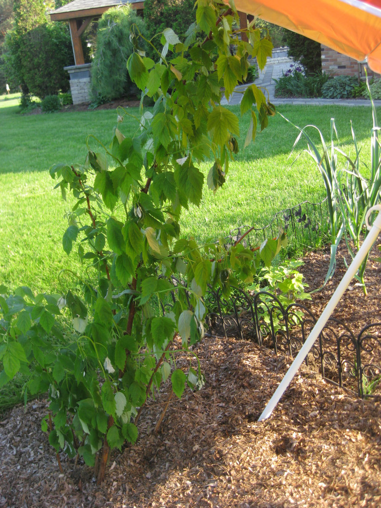 Raspberry Bush transplant in shock