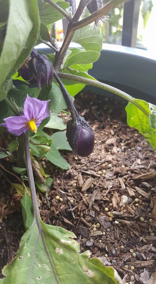 Patio baby mini eggplants