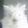 Last commented by Bunnyland
