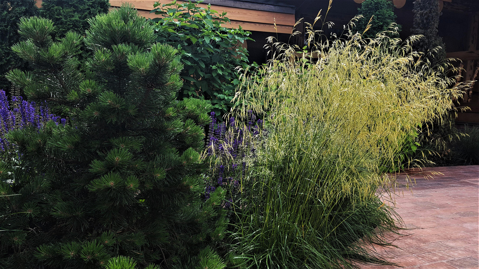 Сад с аурой