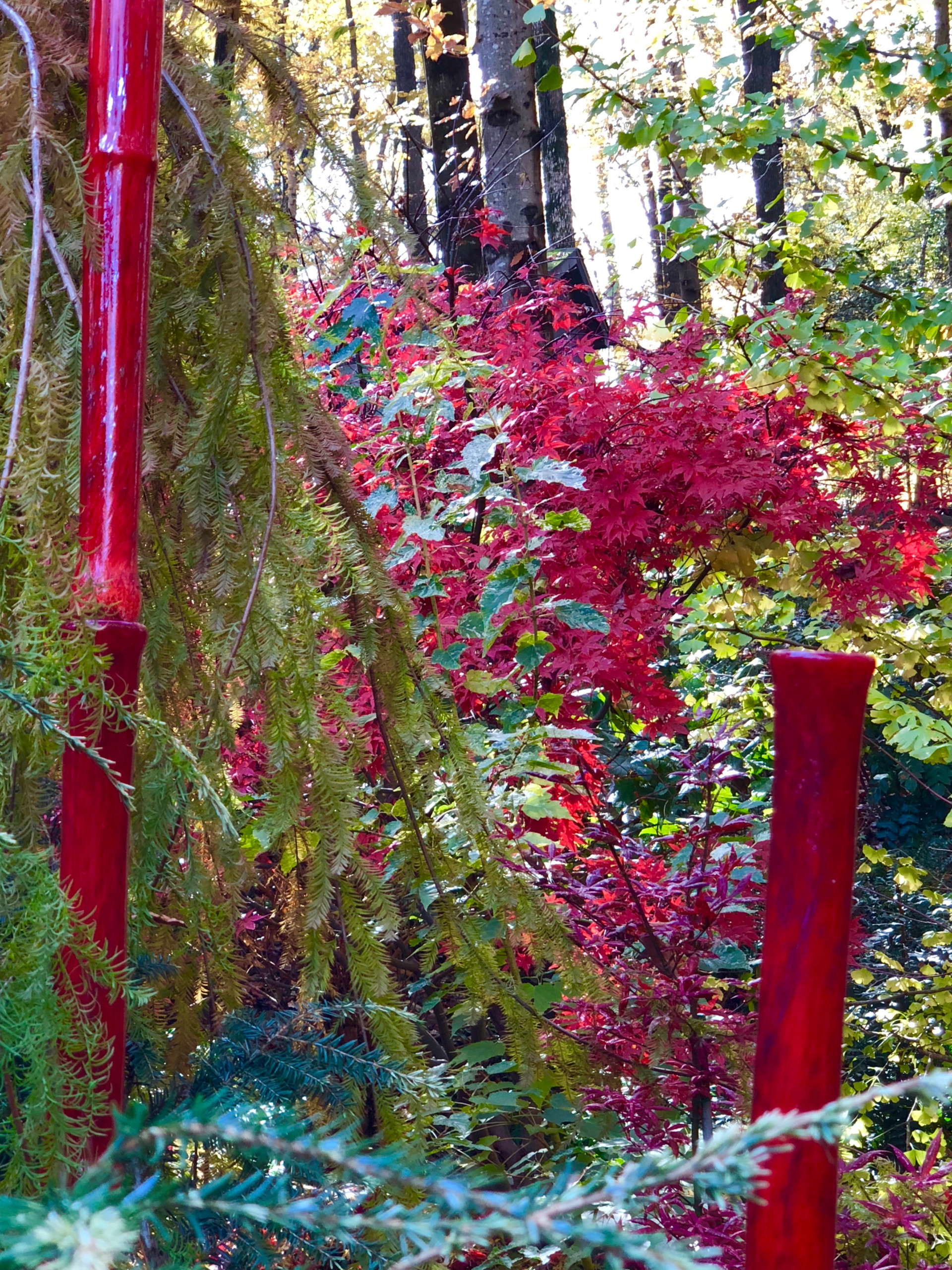 Blown glass bamboo and Japanese maple