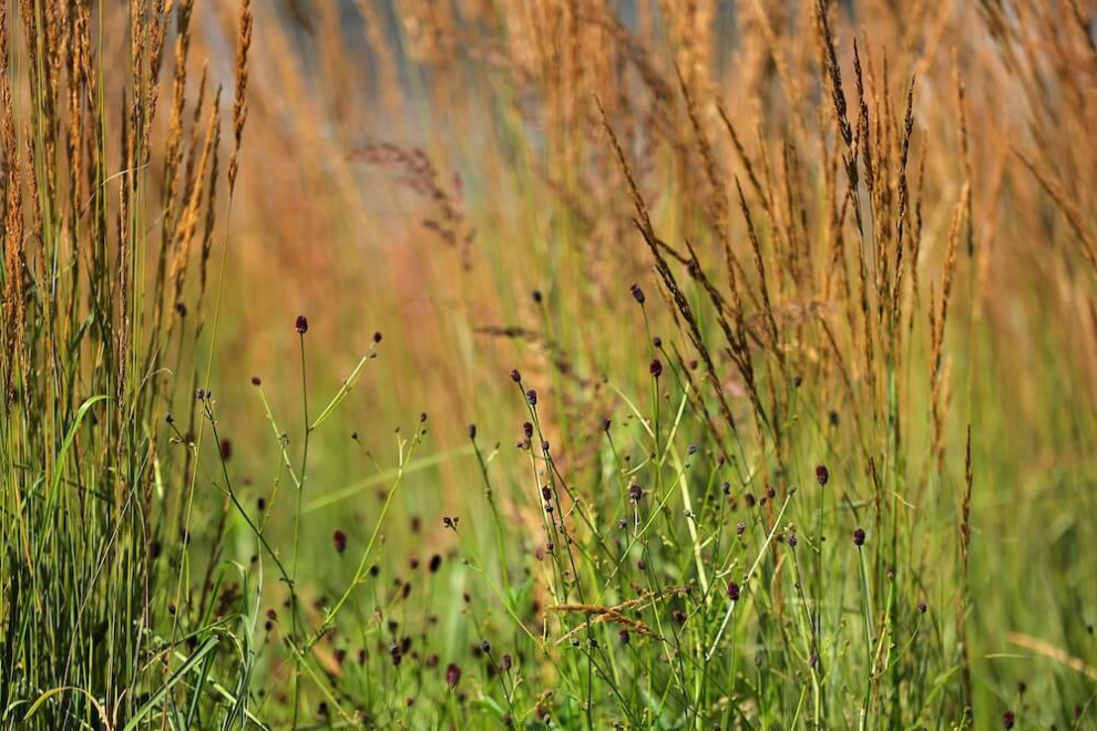 Частный сад "Современный минимализм"