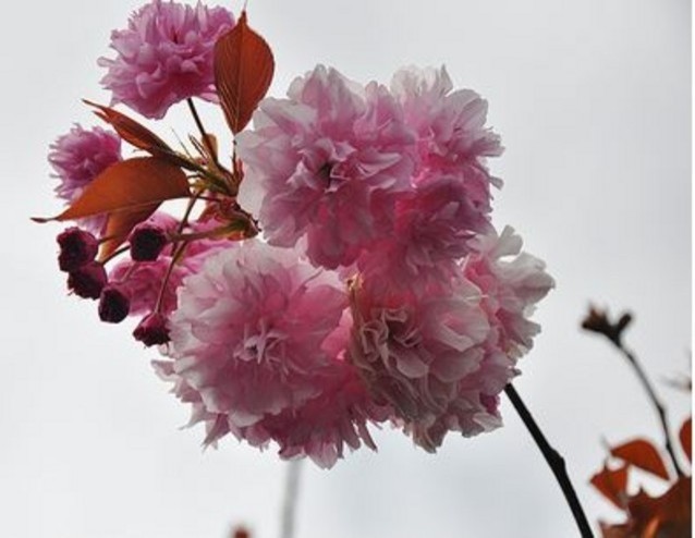 Cherry Tree