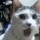 Last commented by adziev