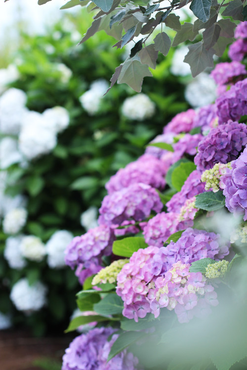 雨に咲く花 紫陽花を楽しむ Houzz ハウズ