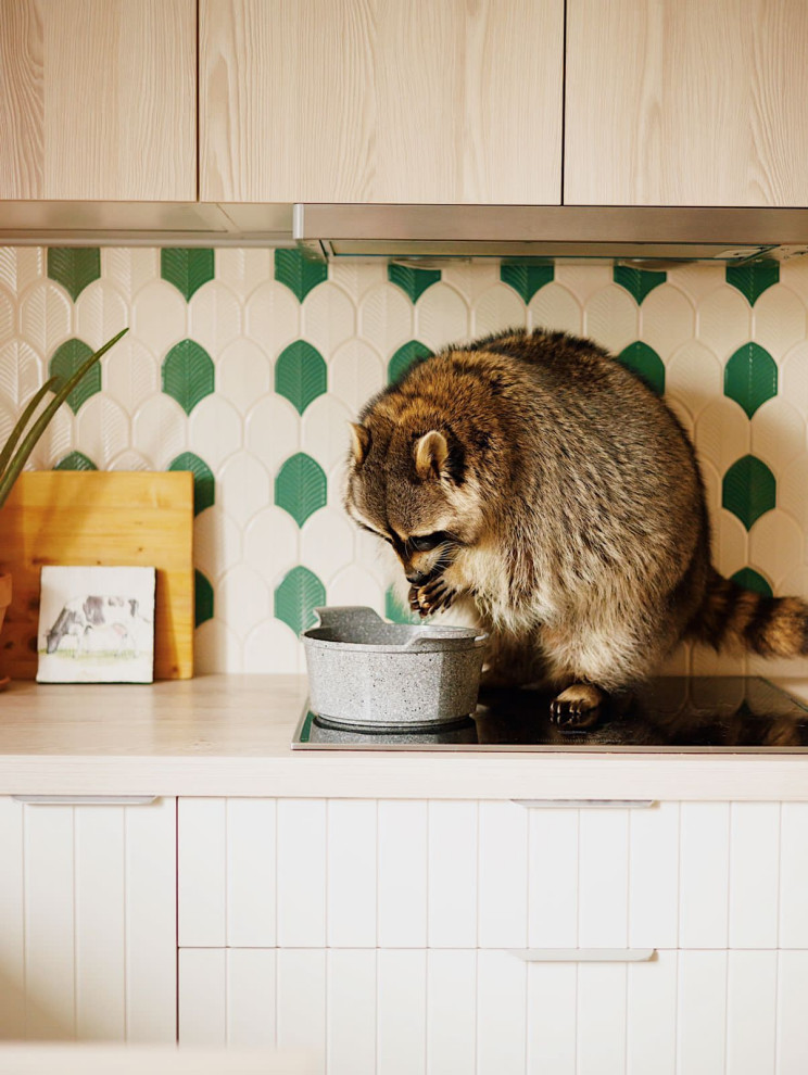 Фартук латы для известного Енота Темы