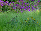 Che Cos'è il Meadow? Scopri il Trend del Prato Semi-Incolto (9 photos) - image  on http://www.designedoo.it