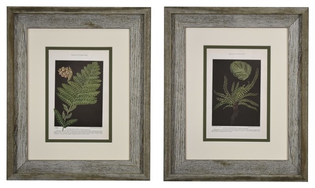Original Vintage 1925 Botanical Fern Framed Prints, Set of 2 - Tropical ...