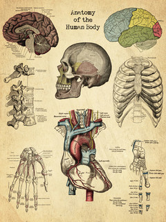 Anatomy of Human Body - Eclectic - Prints And Posters - by Penny Lane