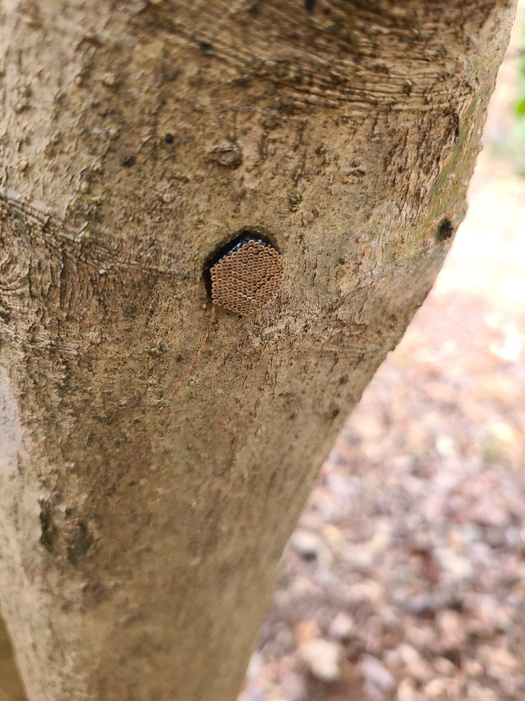 What's growing on my tree?