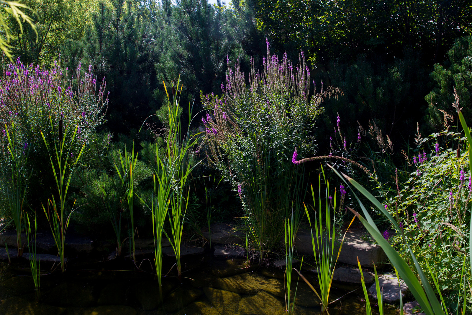 Garden of Elena Astashkina in Moscow Region