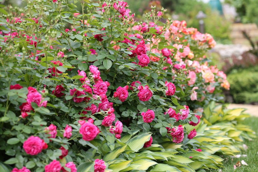 Розарии в садах NB-GARDEN