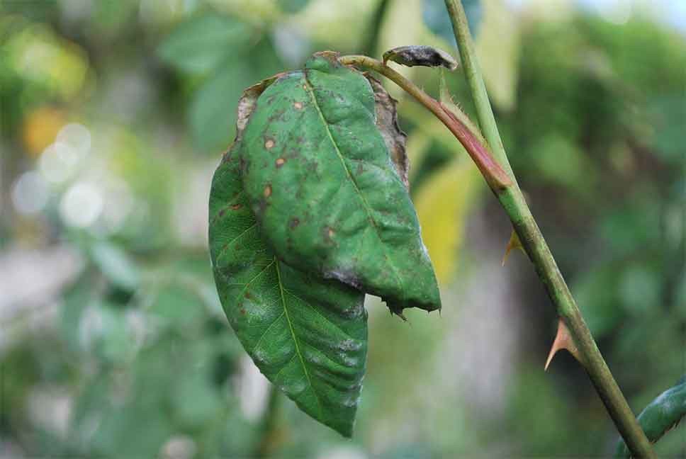 my roses leaves have started to droop help appreciated