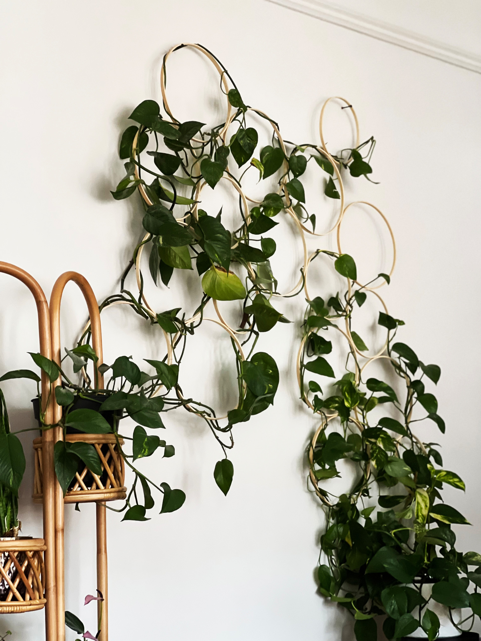 NW1 London - Climbing plants in living room