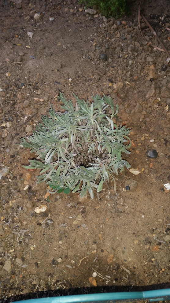 My Lavender is dying | Houzz Forum