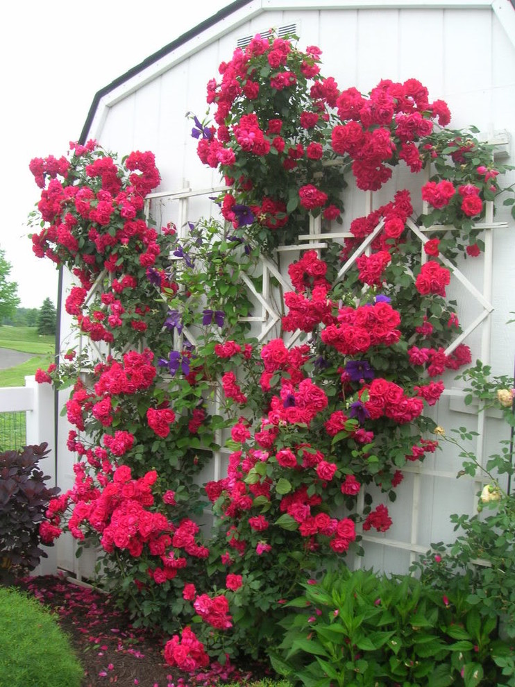 My backyard roses...