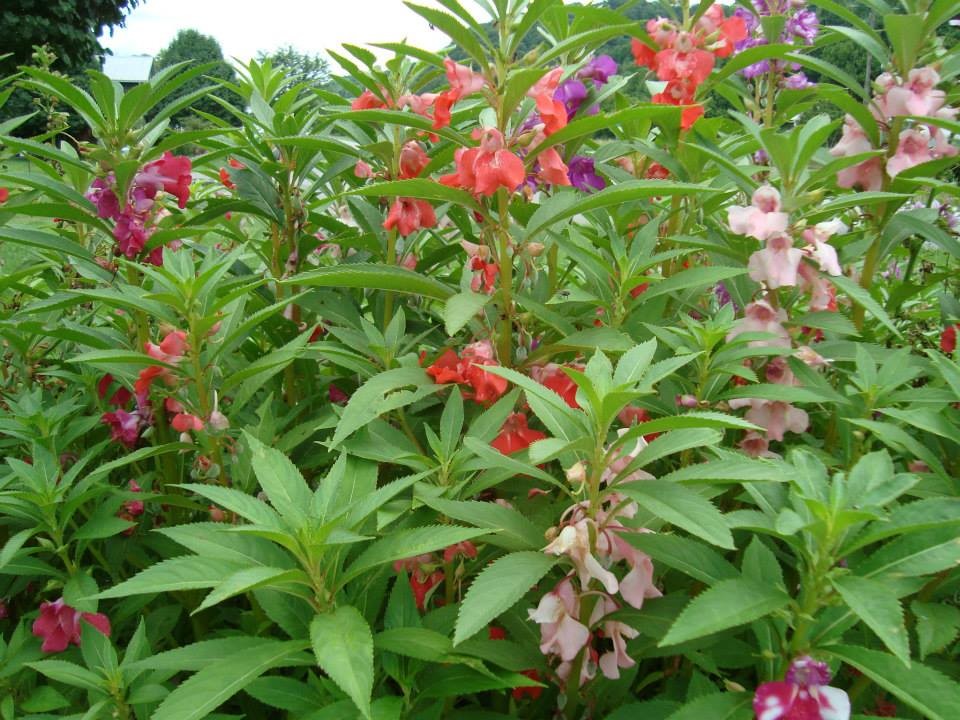 Balsam impatiens (touch me not) for SASE