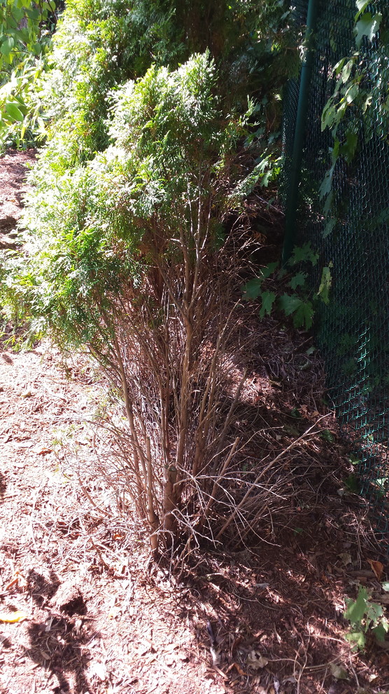 How to help my shrub