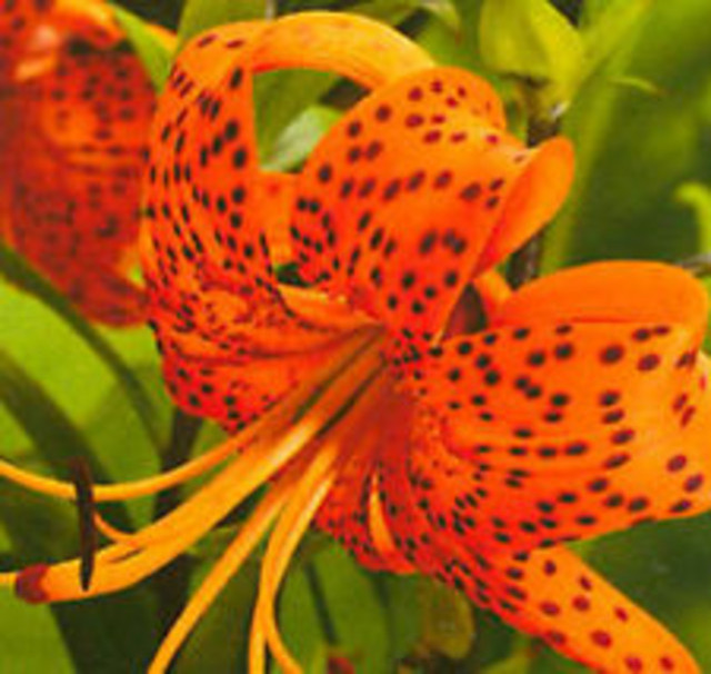 Proper Depth for Tiger Lily bulbs (or are they cloves?) | Houzz Forum