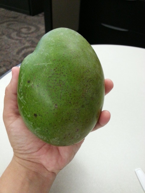 what kind of mango is this? | Houzz Forum