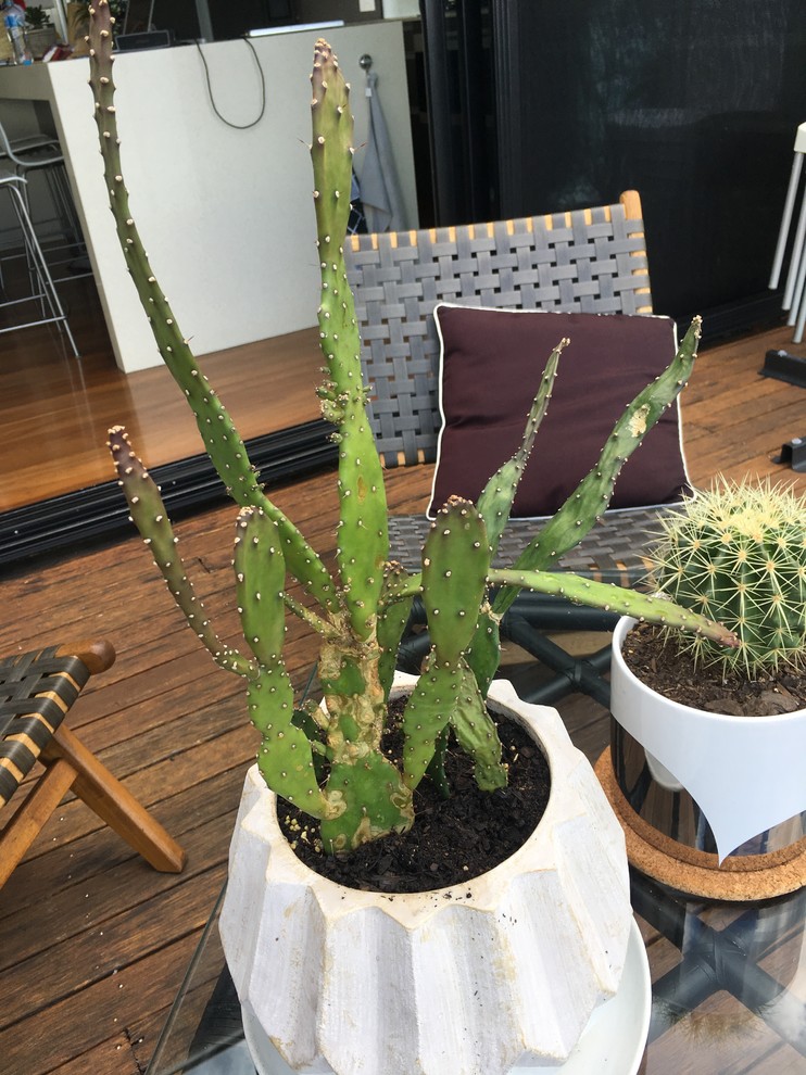 Help my cactus is droopy and unhappy!