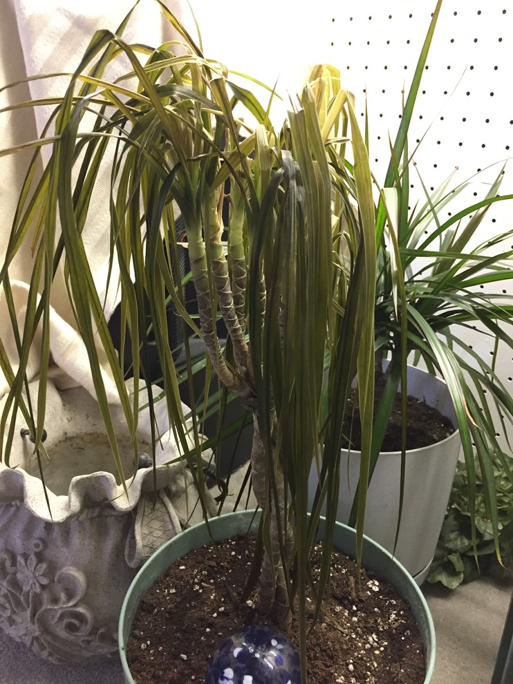very sick/dying dragon tree, how can i bring it back to life?