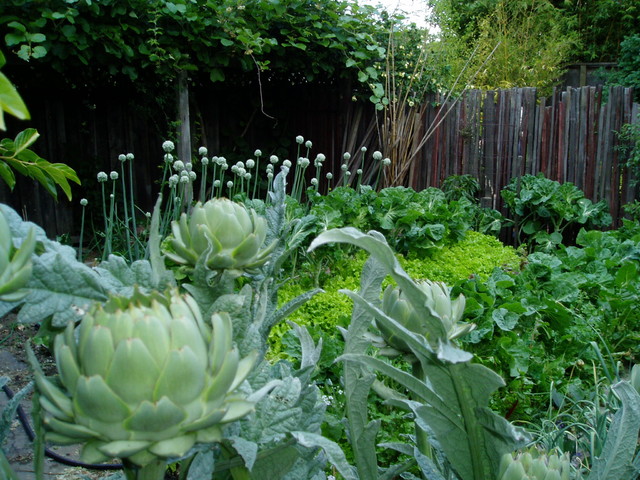 10 Ideas For A Stylish Edible Front Garden Houzz Au