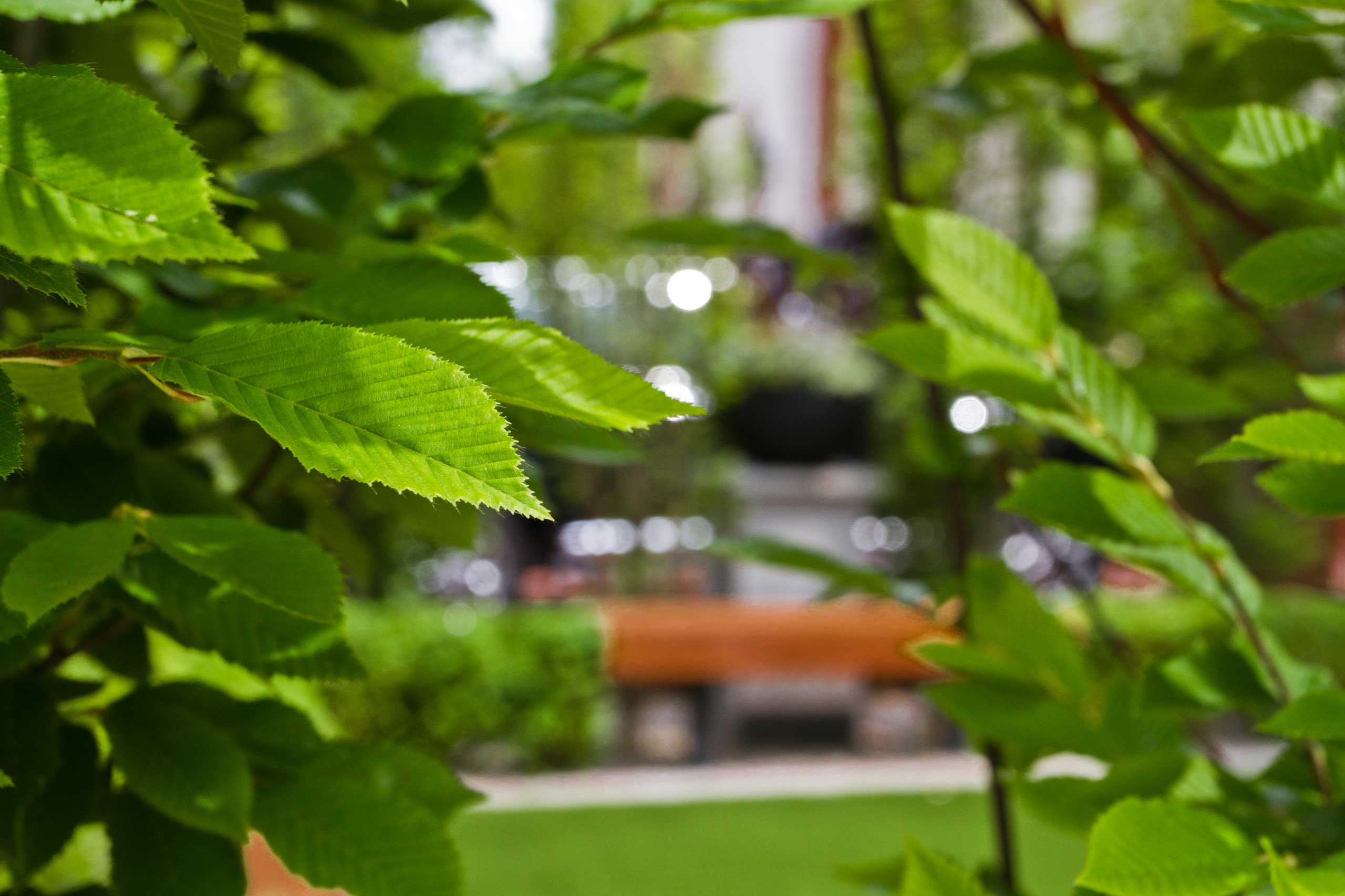 Modern Front Garden