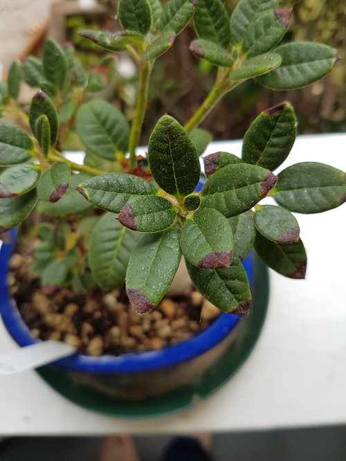 Tips of azalea leaves turning brown