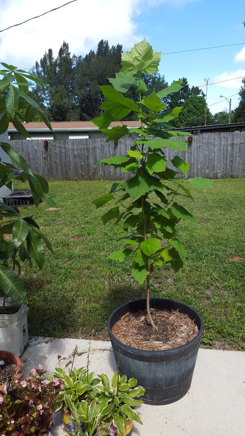 Young sycamore tree.. how to prune/trim?