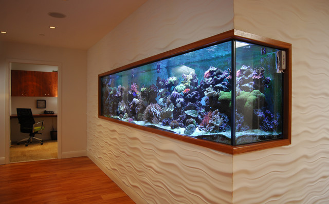 Aquarium Modern Flur Toronto Von Aspen Ivy