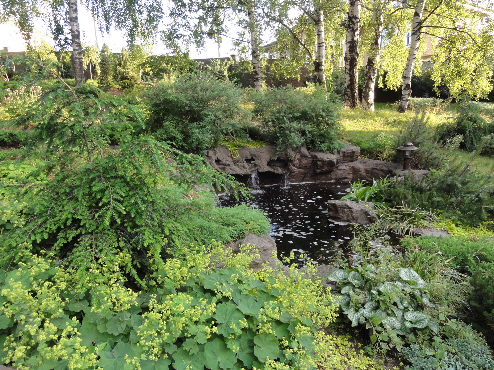 березовая роща