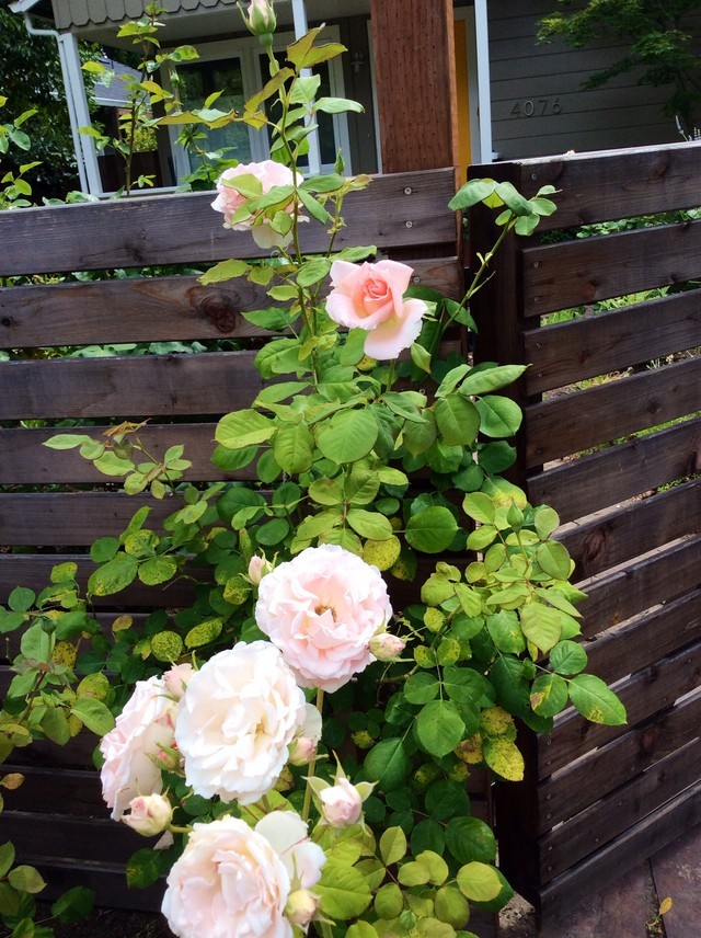 Pearly Gates - Update | Houzz Forum