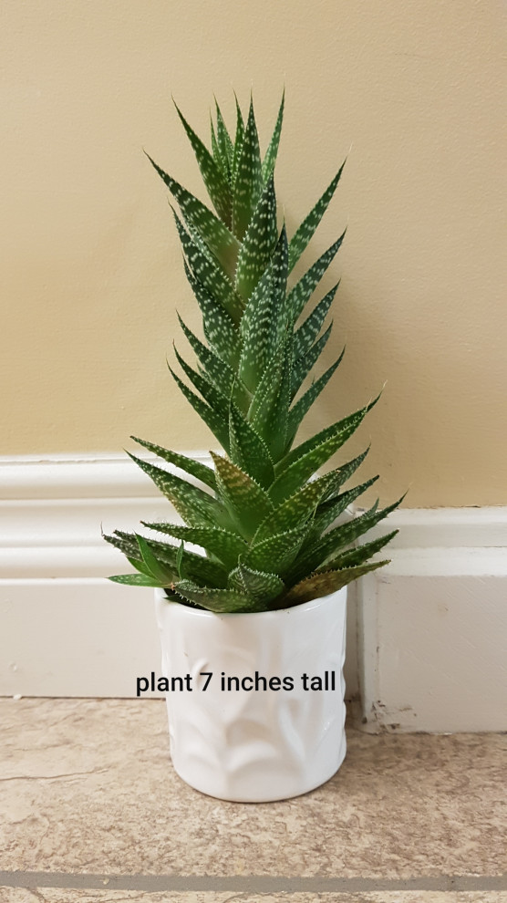 Succulent is growing too tall and falling over! Name? Suggestions? | Houzz  Forum