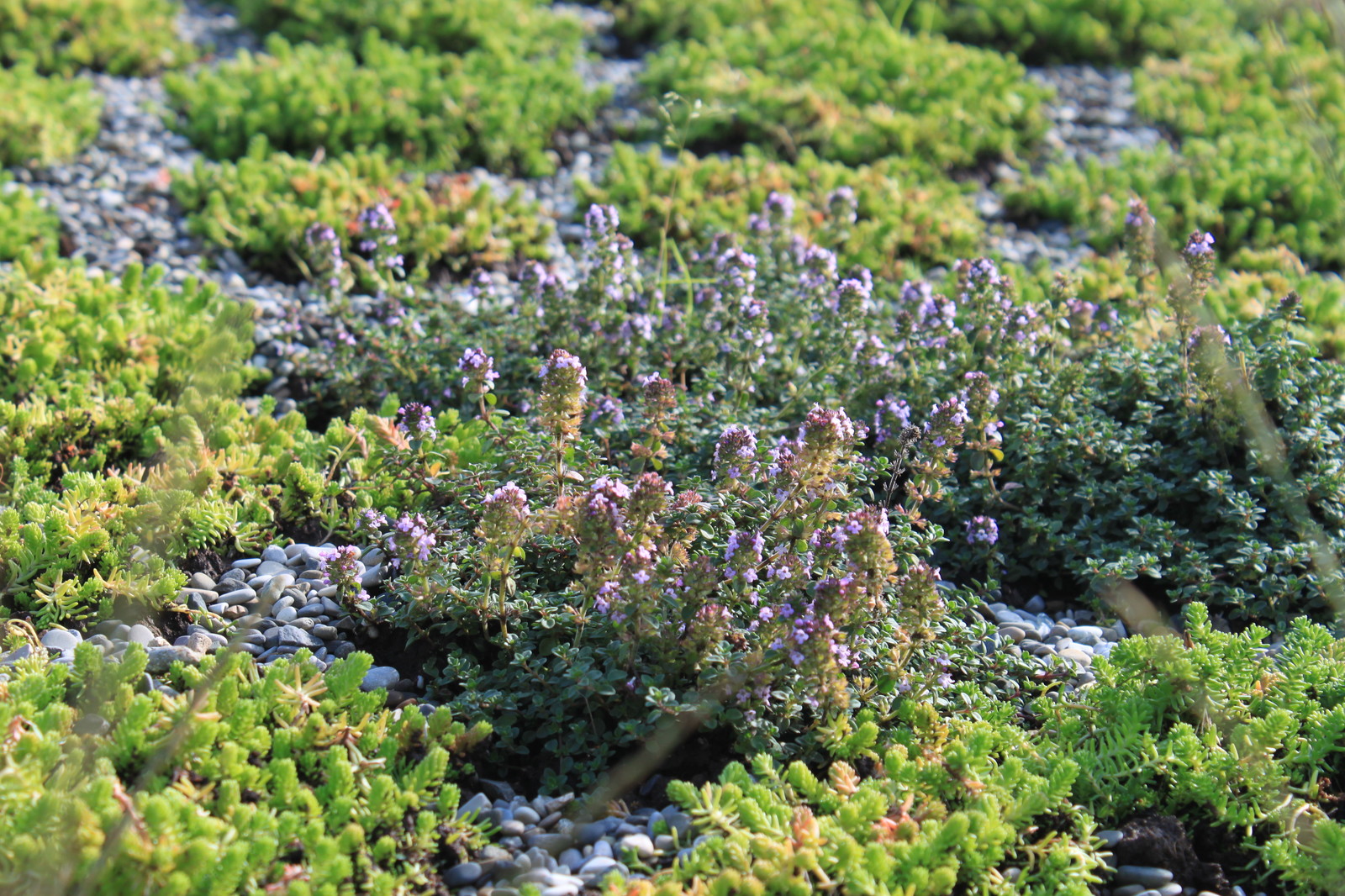Выставочный Сад "Шалаш с зеленой крышей". Фестиваль "Сады и люди 2016"