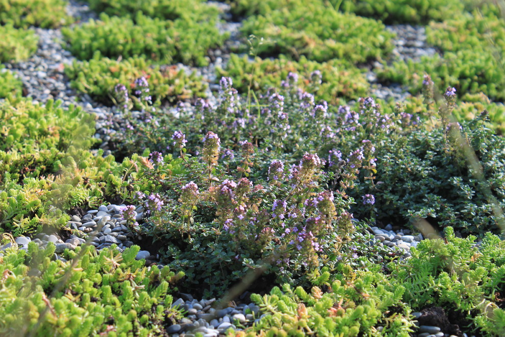 Выставочный Сад "Шалаш с зеленой крышей". Фестиваль "Сады и люди 2016"