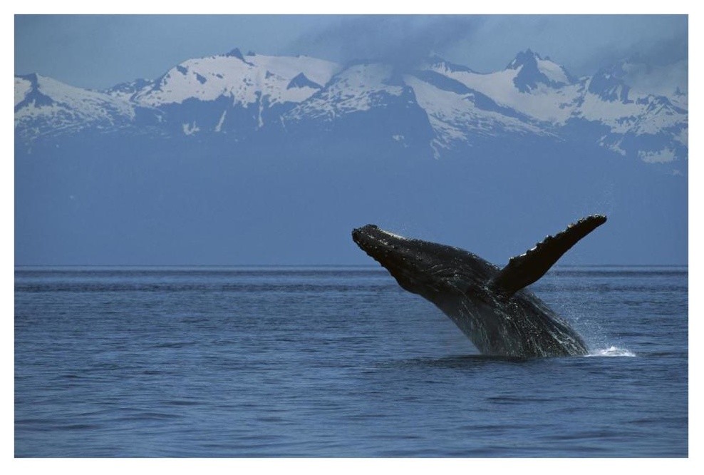 "Humpback Whale breaching, southeast Alaska" Print by Flip Nicklin, 20