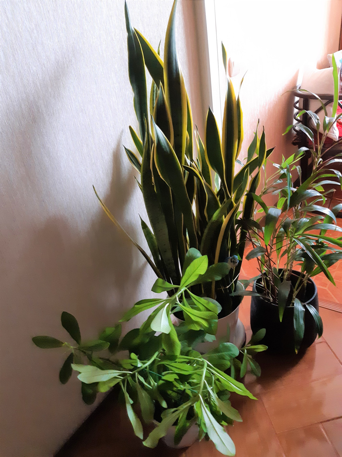 Озеленение интерьера дома и офиса