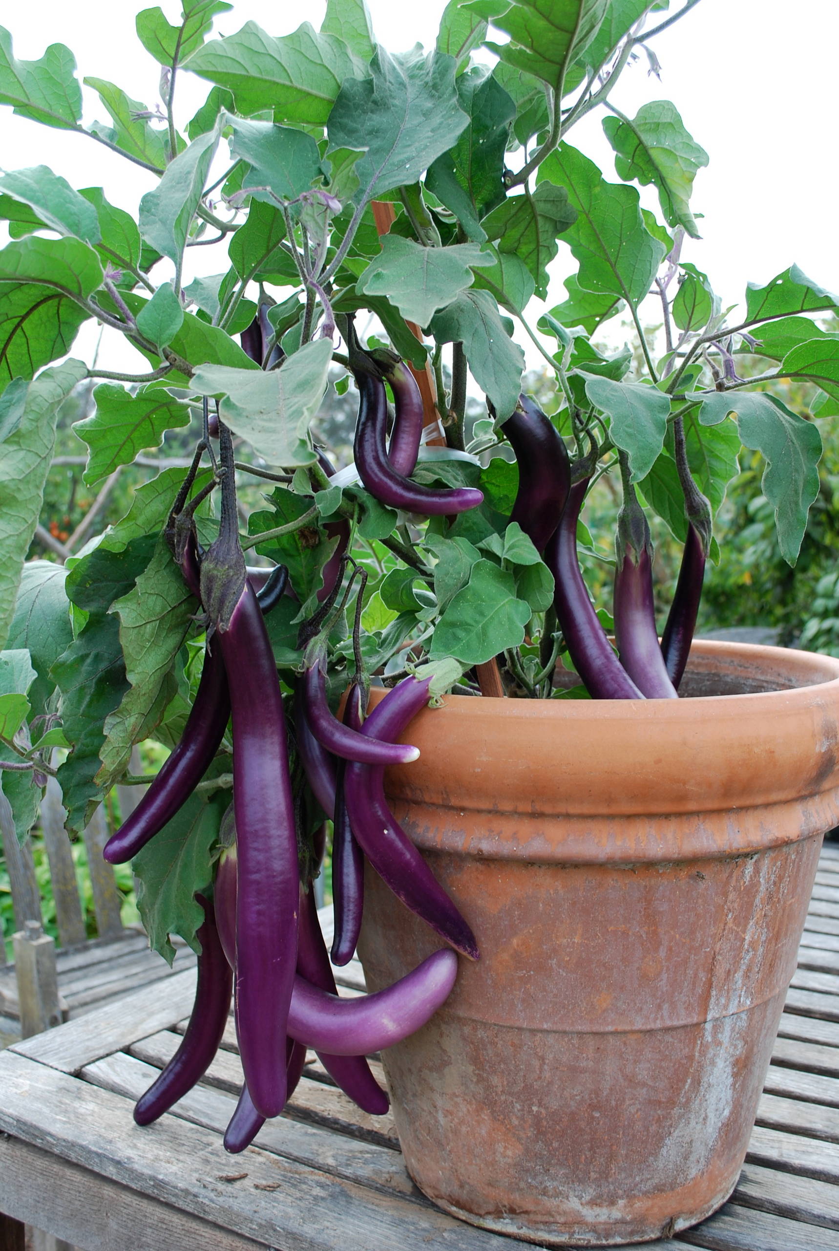 10 Easy Edibles to Grow in Containers